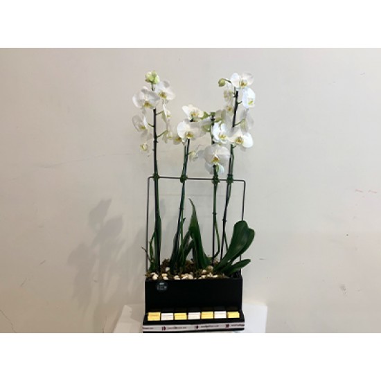 Phalaenopsis plant two