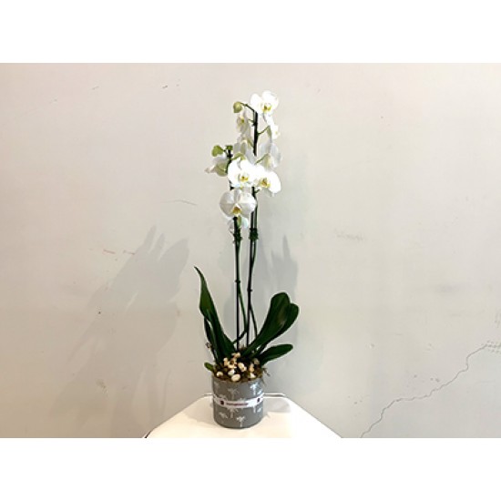 Phalaenopsis plant1