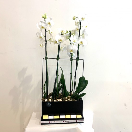 Phalaenopsis plant two